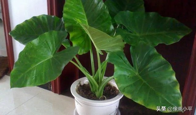 滴水观音的繁殖方法？