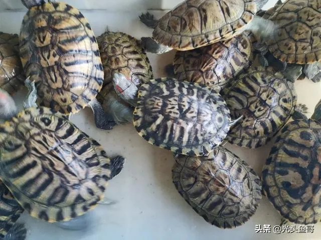 有没有什么便宜的乌龟适合在鱼缸里养的？不用晒台什么的？