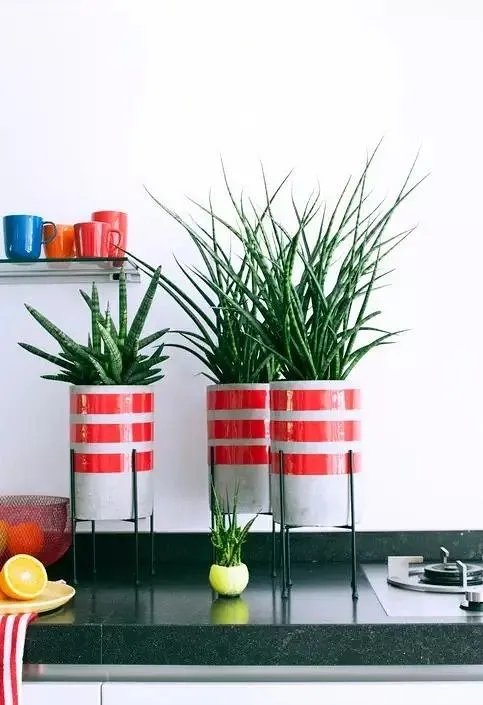 用室内植物搭配家居环境，让“清凉绿意”暴走！