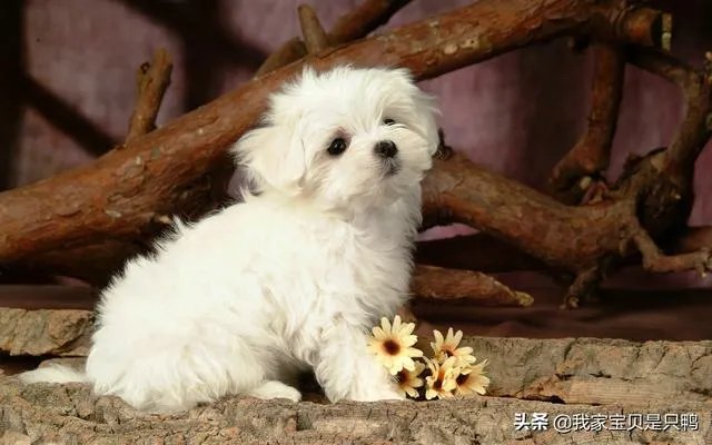 狗狗可以有多粘人？