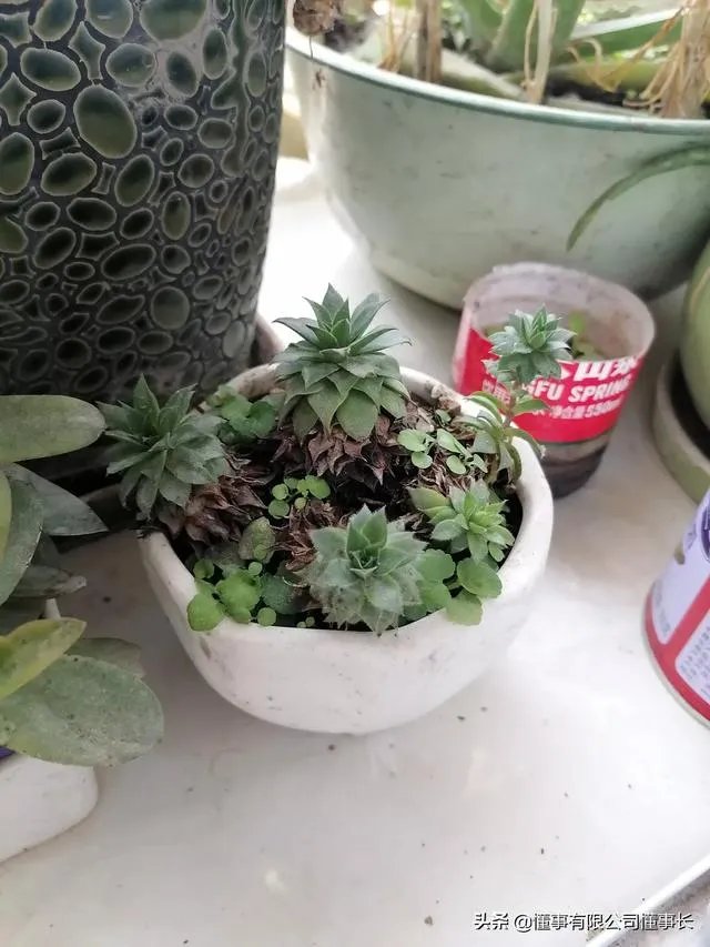 头发软，爱出油而且大把大把的掉头发，请问什么洗发水好使？