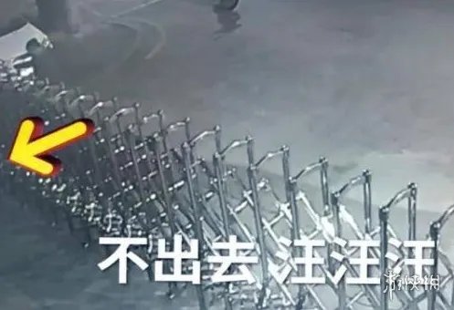 醉酒后与狗对骂是什么梗 抖音醉酒后与狗对骂梗介绍