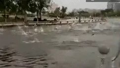 公园大批鲢鱼跳跃是怎么回事?