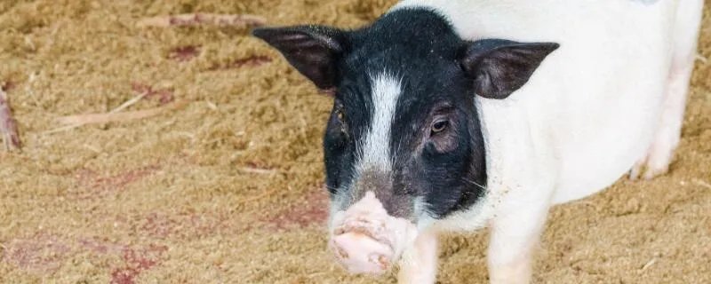 属猪人2021年运势运程每月运程 属猪2021年运势及运程如何