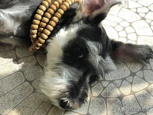 狗狗可以有多粘人？