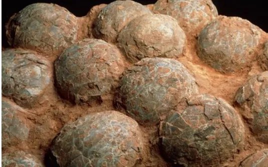 买卖恐龙蛋化石违法吗