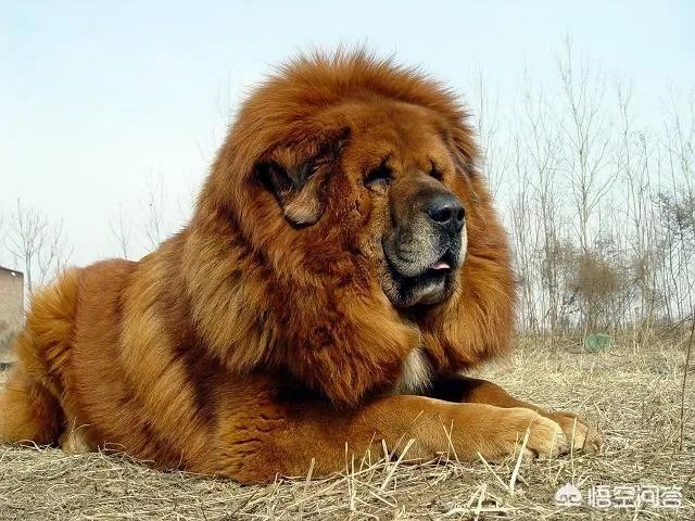 一对一的情况下，藏獒与鬣狗单挑，被称为“非洲二哥”的鬣狗有胜算吗？