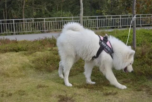 如何看待萨摩耶派出所报案这件事情？