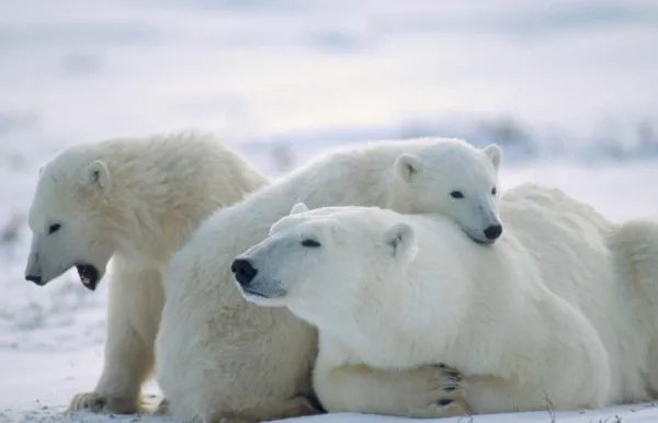 心酸！10头北极熊公然打劫垃圾车，究竟是为何？