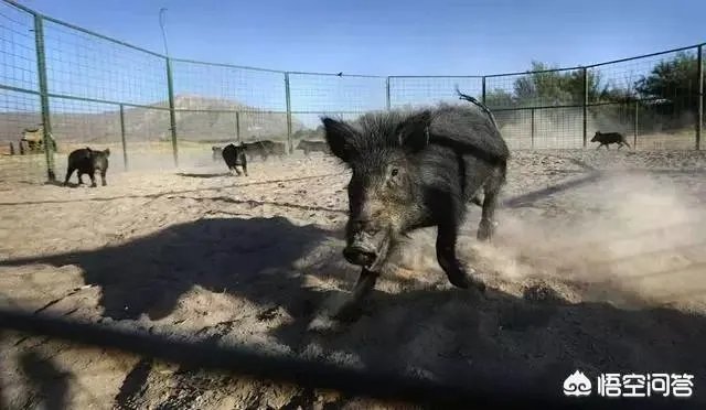 如何看待陕西安康野猪咬死一人伤一人，被击毙这件事？