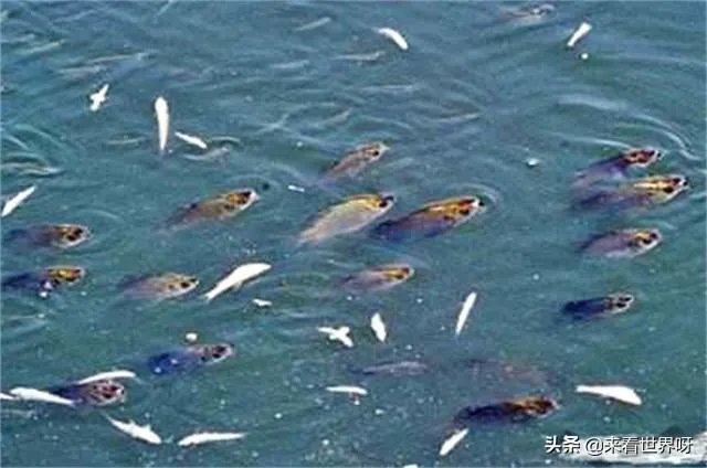 鱼跳上岸是什么征兆