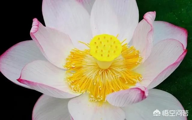 怎么从白莲花的外表看出绿茶婊的心?