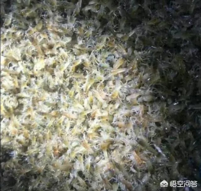 养殖小龙虾大概要准备多少资金?能不能挣钱?