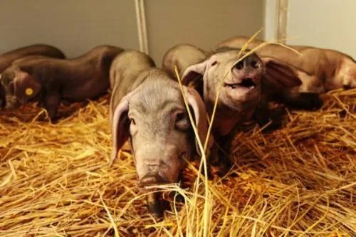 人工智能养猪对于传统的养猪行业来说到底有什么影响？