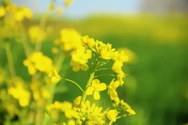 描写梯田油菜花的优美句子