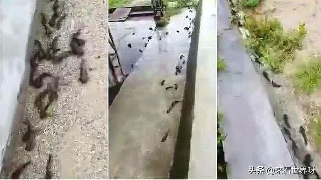 鱼跳上岸是什么征兆