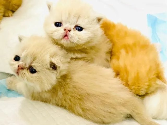 第一次养猫,是加菲猫,还是幼猫,请问有什么注意事项吗,详细一点,还是学生东西尽量平价一点谢谢啦?