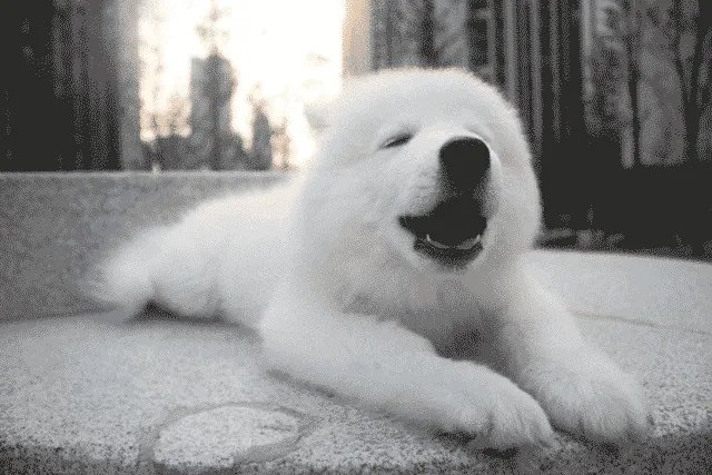 如何看待萨摩耶派出所报案这件事情？