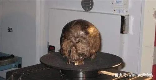 来自于2600年前的“活大脑”，是怎样活到现在的？