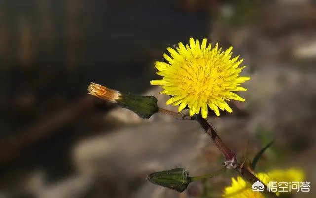 买了二手房原房东把神请走了，神位留下了可以扔掉吗？
