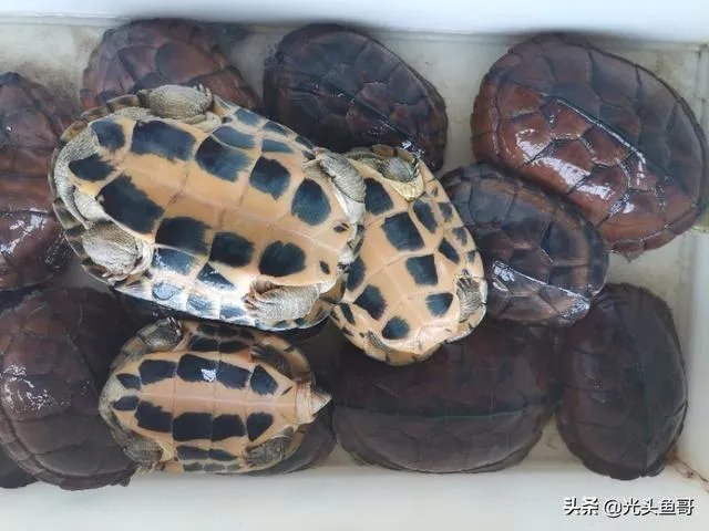 有没有什么便宜的乌龟适合在鱼缸里养的？不用晒台什么的？