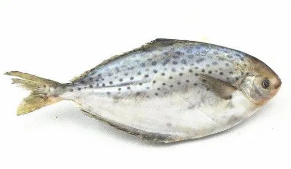 菜市场买的，这是什么鱼？（附图片）