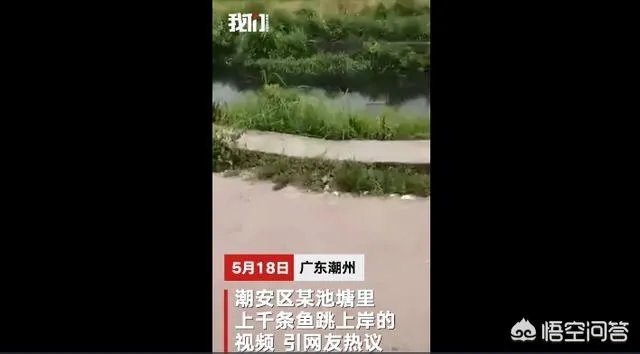 鱼跳上岸是什么征兆