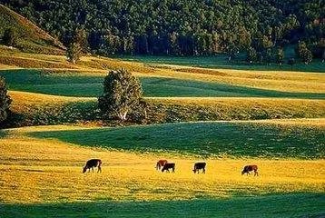 张北坝上和丰宁坝上哪个更好玩?