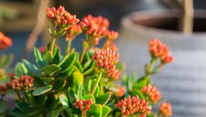 鲜花插在可乐中能延长花期吗