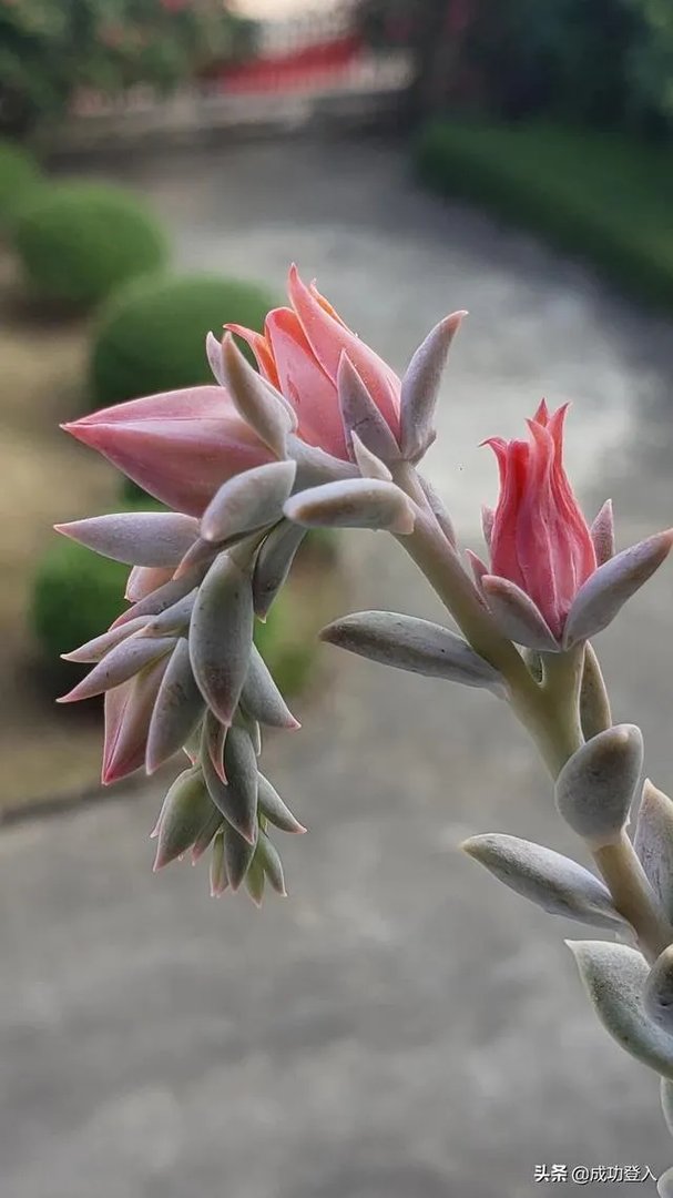 为什么三星手机那么贵，现在最有性价比的是哪一款？