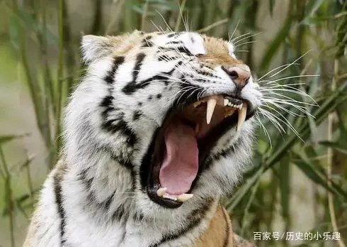 老话常说不要为虎作伥，“伥”到底指的是什么鬼呢？