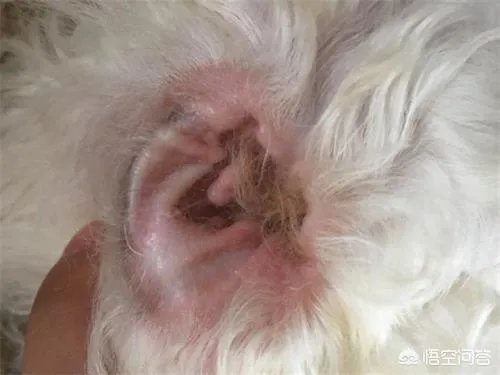 狗狗有耳螨怎么处理？给狗狗滴耳朵很反抗？