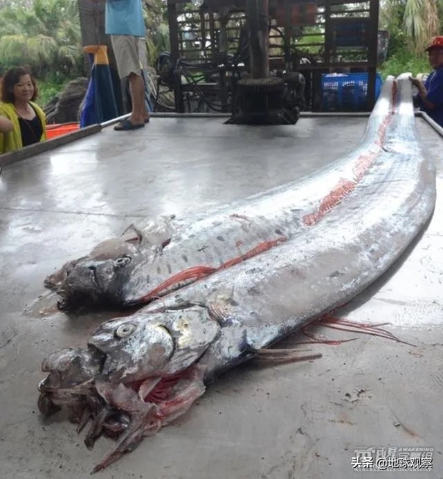 鱼跳上岸是什么征兆