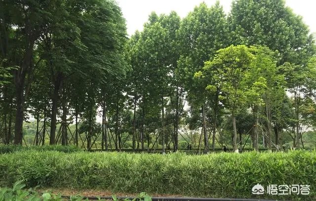 想在重庆主城买一套二手房，60-80万，三室的，请问哪里性价比高？