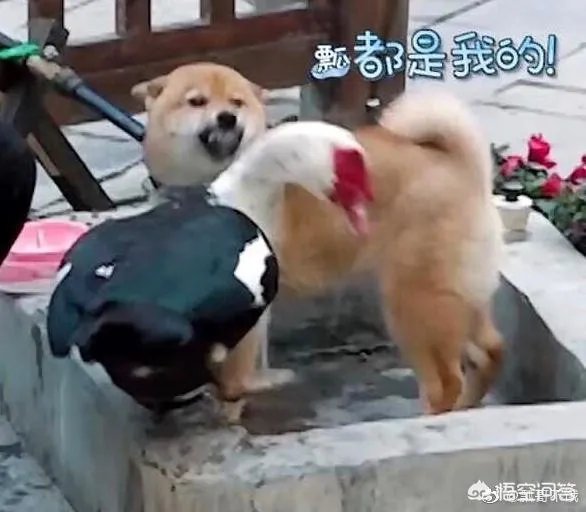 为什么《向往的生活》里柴犬“瓢哥”最火？