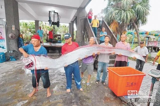 鱼跳上岸是什么征兆