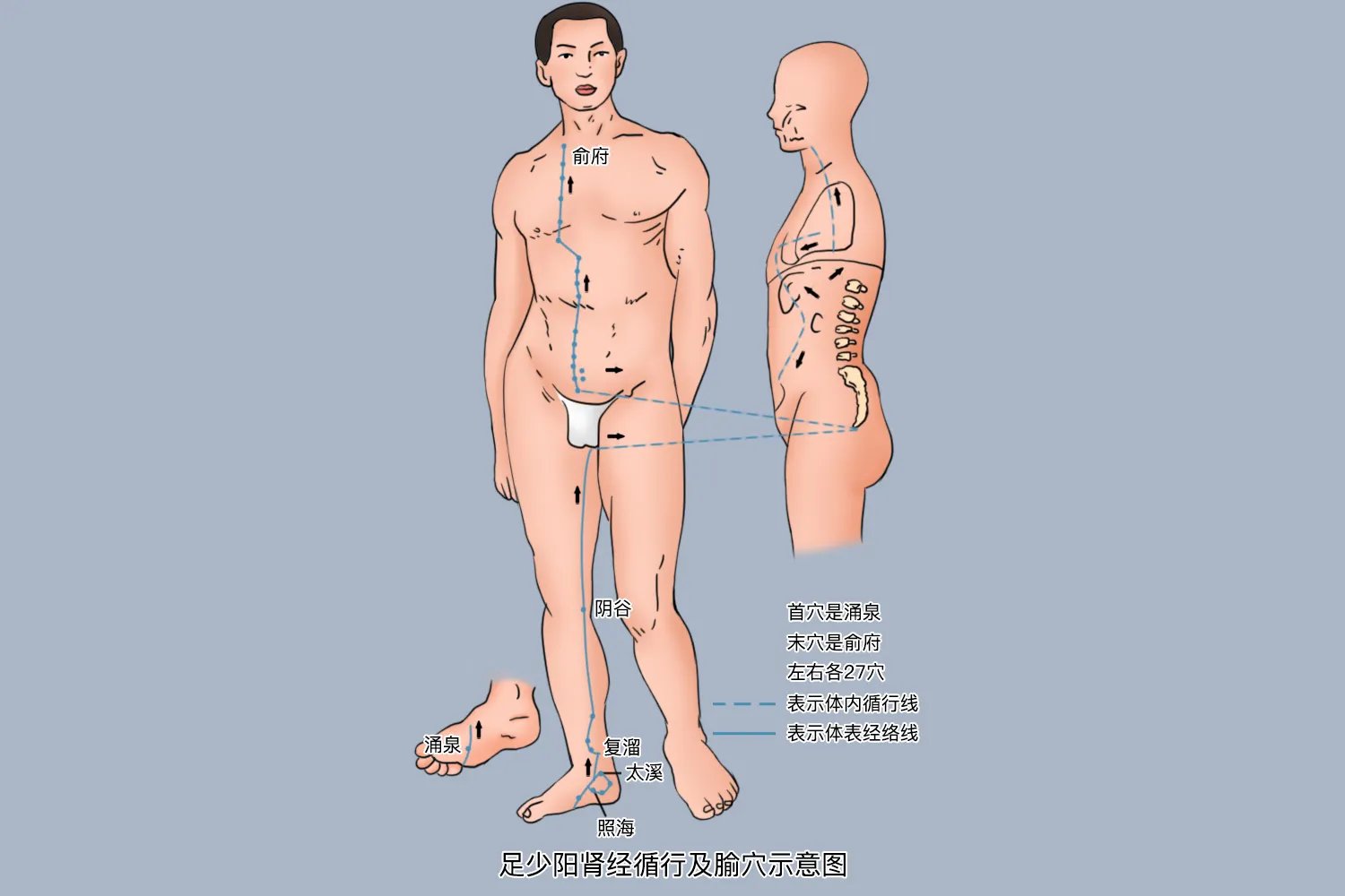 屁股上面经络图