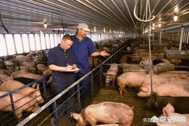 2019年全年猪价平均有望在8~9元/斤，你感觉下半年涨到多少钱可以达到平均值？