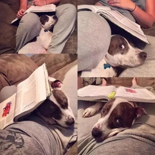 狗狗可以有多粘人？