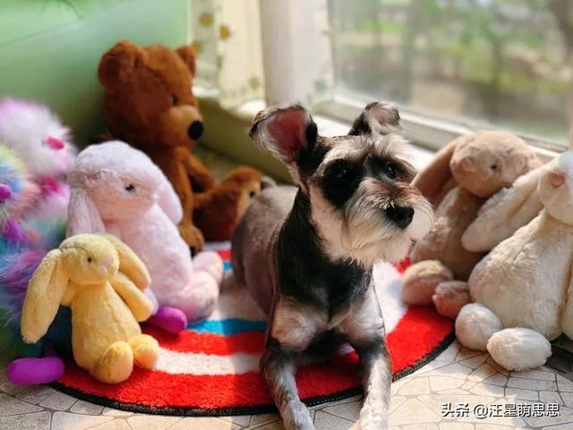 狗狗可以有多粘人？