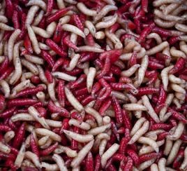 支蛆是什么意思？