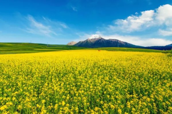 描写梯田油菜花的优美句子