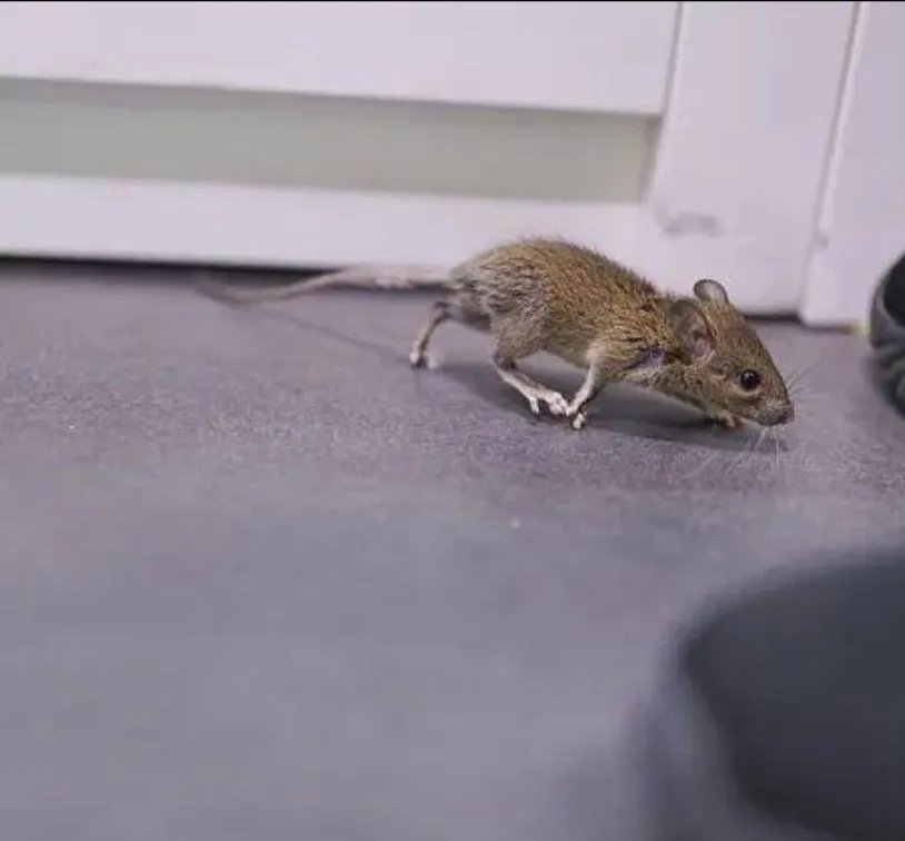 内蒙古发现3个鼠疫疫点，当地人应做好哪些防护措施？