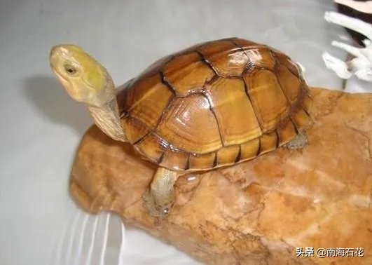 有没有什么便宜的乌龟适合在鱼缸里养的？不用晒台什么的？