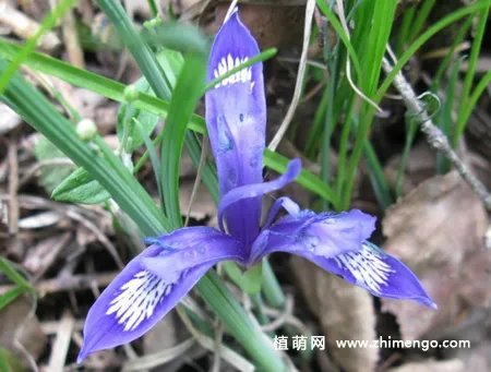 矮紫苞鸢尾怎么繁殖，分株、播种方法