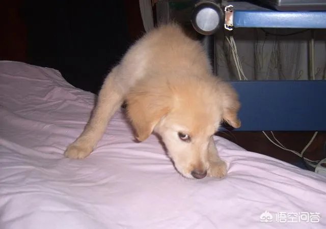 如何把狗狗训练的听你的指令呢？尤其是那种大型的狗？