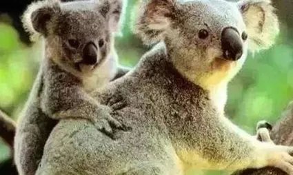 哪个动物是澳大利亚的国宝？树袋熊和考拉是一样的吗？