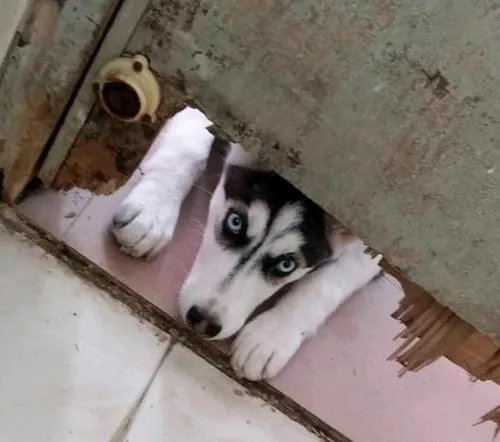 狗狗可以有多粘人？