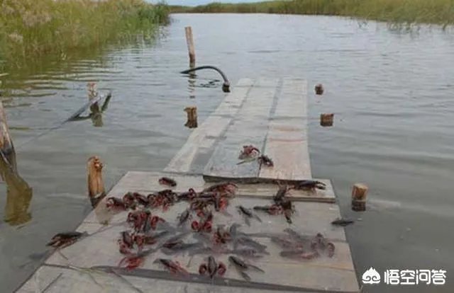 养殖小龙虾大概要准备多少资金?能不能挣钱?