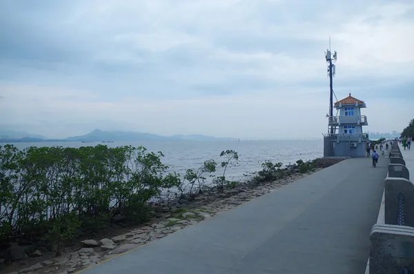 深圳红树林游玩攻略 深圳红树林自助游攻略